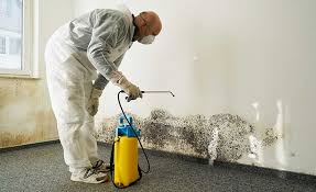 Mold Remediation for Vacation Homes in East St Louis, IL